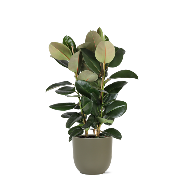 Ficus Elastica Robusta Ø27cm – ↕115cm in Boule OLIJF pot