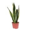 Sansevieria Black Superba – Ø14cm – ↕45cm