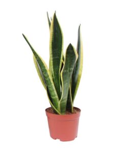 Sansevieria Black Superba – Ø14cm – ↕45cm