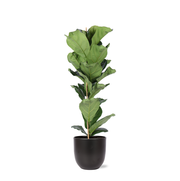 Ficus Lyrata – Ø21cm – ↕90cm in BOULE antraciet pot