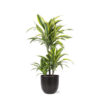 Dracaena Lemon Lime Ø21cm – ↕65cm in Boule ANTRACIET pot