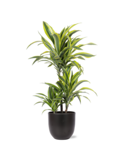 Dracaena Lemon Lime Ø21cm – ↕65cm in Boule ANTRACIET pot