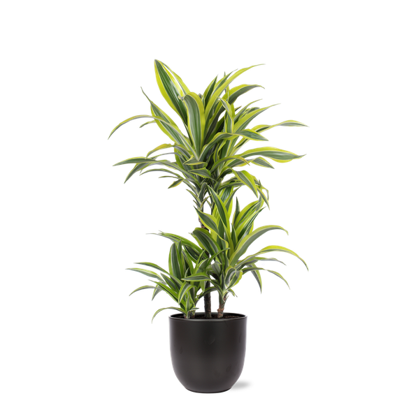 Dracaena Lemon Lime Ø21cm – ↕65cm in Boule ANTRACIET pot