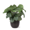 Calathea Orbifolia Ø21cm – ↕70cm in BOULE Anthrazit Topf