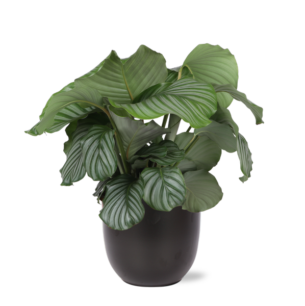 Calathea Orbifolia Ø21cm – ↕70cm in BOULE Anthrazit Topf