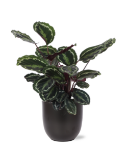 Calathea Medaillon Ø21cm – ↕70cm in Boule ANTRACIET