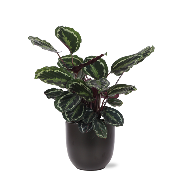 Calathea Medaillon Ø21cm – ↕70cm in Boule ANTRACIET