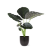 Alocasia Regal Shield Ø 21cm – ↕100 cm im Übertopf Boule ANTRACIET
