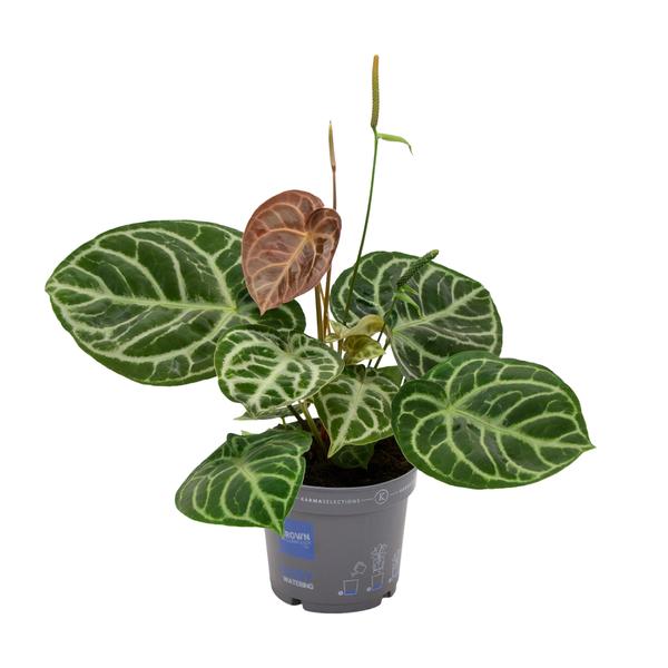 Anthurium Crystal Hybride Compact – Ø 17 cm – ↕40 cm