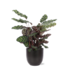 Calathea Makoyana Ø21cm – ↕70cm in Boule antraciet