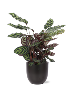 Calathea Makoyana Ø21cm – ↕70cm in Boule antraciet