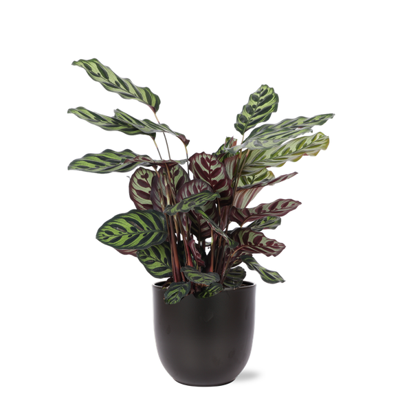 Calathea Makoyana Ø21cm – ↕70cm in Boule antraciet