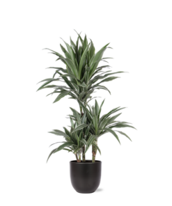 Dracaena Warneckii Ø21cm – ↕65cm in Boule ANTRACIET pot