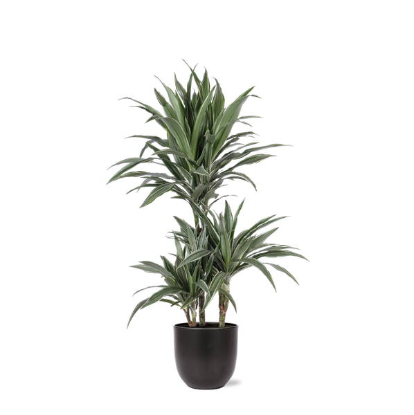 Dracaena Warneckii Ø21cm – ↕65cm in Boule ANTRACIET pot