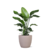 Strelitzia Nicolai – Ø21cm – ↕80cmin Boule TAUPE pot