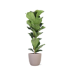 Ficus Lyrata – Ø21cm – ↕90cm in Boule TAUPE pot