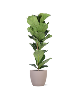 Ficus Lyrata – Ø21cm – ↕90cm in Boule TAUPE pot