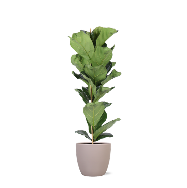 Ficus Lyrata – Ø21cm – ↕90cm in Boule TAUPE pot