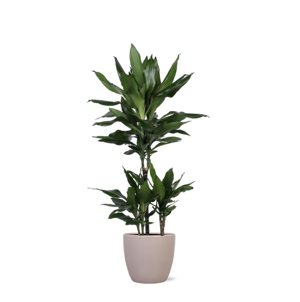 Dracaena Janet Lind Ø21cm – ↕90cm in Boule TAUPE pot