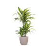 Dracaena Lemon Lime Ø21cm – ↕65cm in Boule TAUPE pot