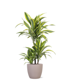 Dracaena Lemon Lime Ø21cm – ↕65cm in Boule TAUPE pot