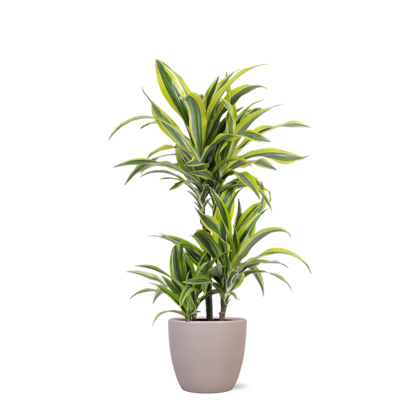 Dracaena Lemon Lime Ø21cm – ↕65cm in Boule TAUPE pot