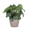 Calathea Orbifolia Ø21 cm – ↕70 cm in Boule Grau-braun Topf