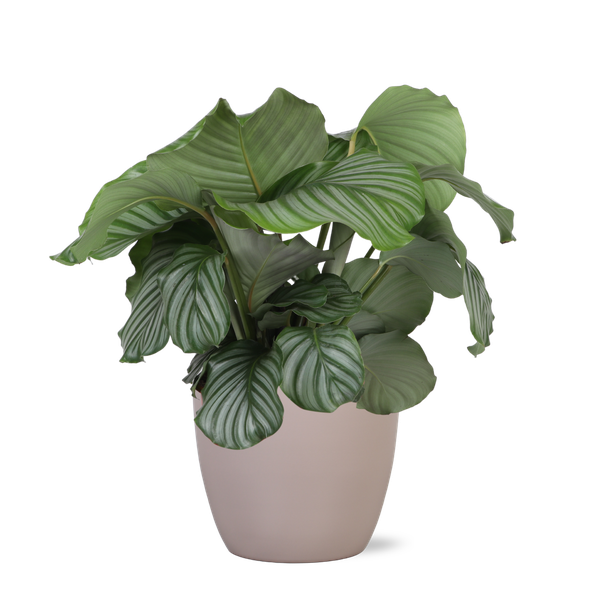 Calathea Orbifolia Ø21 cm – ↕70 cm in Boule Grau-braun Topf