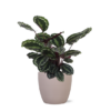 Calathea Medaillon Ø21cm – ↕70cm in Boule taupe pot