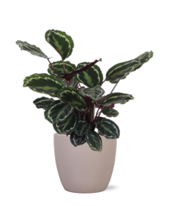 Calathea Medaillon Ø21cm – ↕70cm in Boule taupe pot