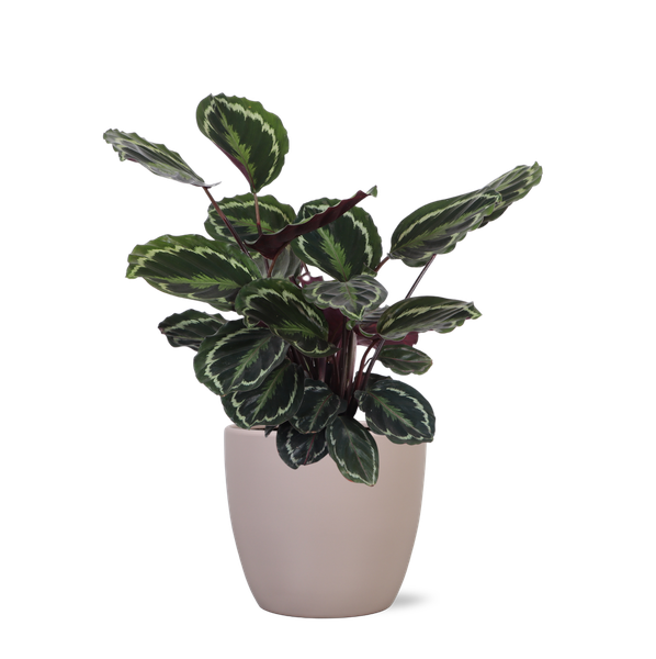 Calathea Medaillon Ø21cm – ↕70cm in Boule taupe pot