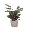 Calathea Makoyana Ø21cm – ↕70cm in Boule TAUPE pot