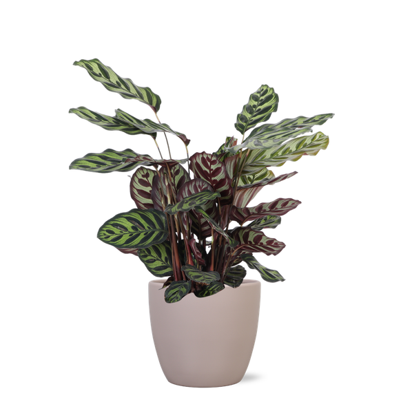 Calathea Makoyana Ø21cm – ↕70cm in Boule TAUPE pot