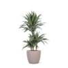 Dracaena Warneckii Ø21cm – ↕65cm in Boule TAUPE pot