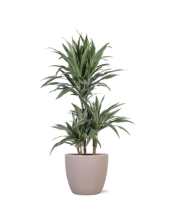 Dracaena Warneckii Ø21cm – ↕65cm in Boule TAUPE pot