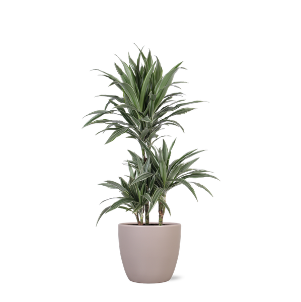 Dracaena Warneckii Ø21cm – ↕65cm in Boule TAUPE pot