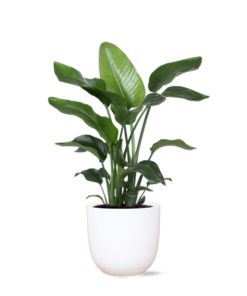 Strelitzia Nicolai – Ø21cm – ↕80cm in Boule WIT pot