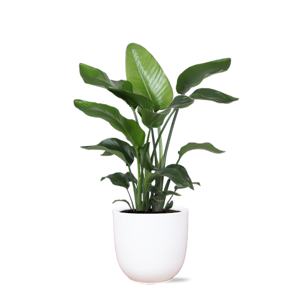 Strelitzia Nicolai – Ø21cm – ↕80cm in Boule WIT pot