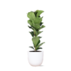 Ficus Lyrata – Ø21cm – ↕90cm in Boule WIT pot