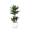 Dracaena Janet Lind Ø21cm – ↕90cm in Boule WIT pot