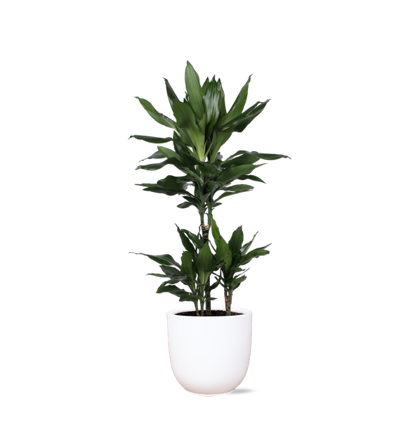 Dracaena Janet Lind Ø21cm – ↕90cm in Boule WIT pot