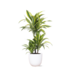 Dracaena Lemon Lime Ø21cm – ↕65cm in Boule WIT pot