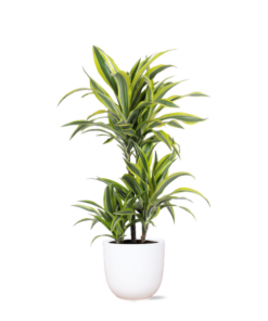 Dracaena Lemon Lime Ø21cm – ↕65cm in Boule WIT pot