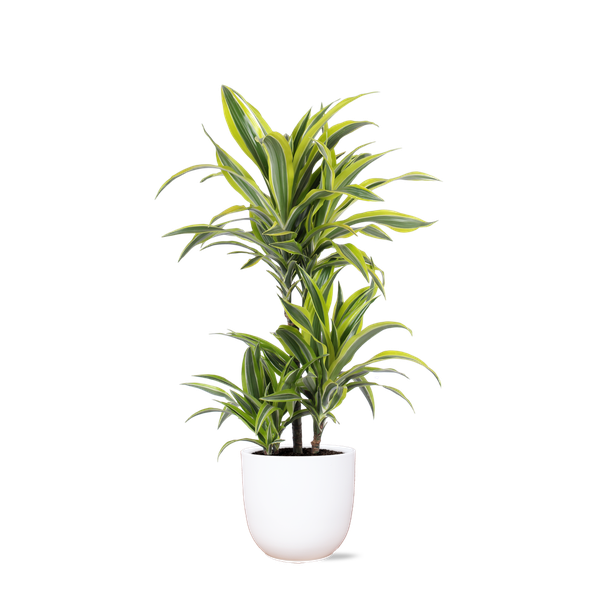 Dracaena Lemon Lime Ø21cm – ↕65cm in Boule WIT pot