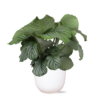 Calathea Orbifolia Ø21 cm – ↕70 cm in Boule Weiß Topf