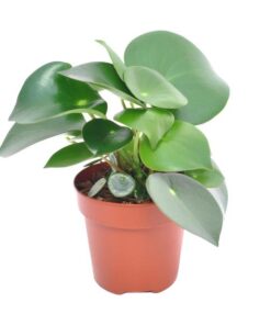 Peperomia Raindrop – Ø12cm – ↕20cm