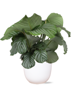 Calathea Orbifolia Ø21 cm – ↕70 cm in Boule Weiß Topf