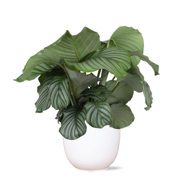 Calathea Orbifolia Ø21 cm – ↕70 cm in Boule Weiß Topf