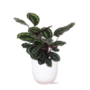 Calathea Medaillon Ø21cm – ↕70cm in Boule WIT pot