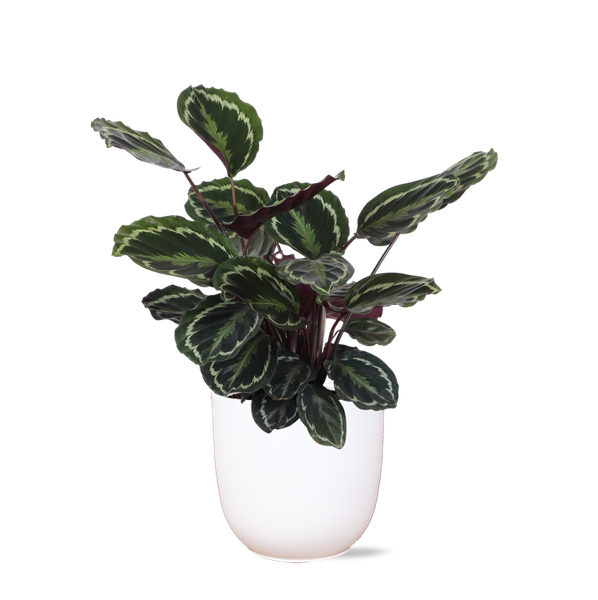 Calathea Medaillon Ø21cm – ↕70cm in Boule WIT pot